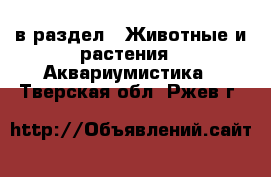  в раздел : Животные и растения » Аквариумистика . Тверская обл.,Ржев г.
